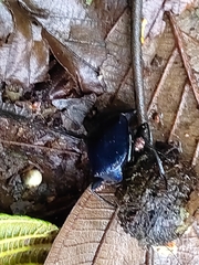 Deltochilum mexicanum