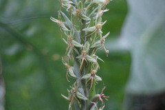 Habenaria stenopetala