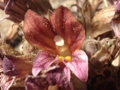 Aphyllon corymbosum