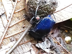 Deltochilum mexicanum