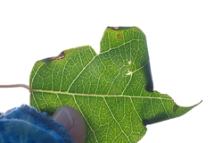 Caloptilia triadicae