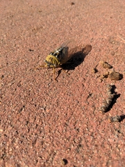 Megatibicen dealbatus