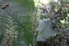 Habenaria stenopetala