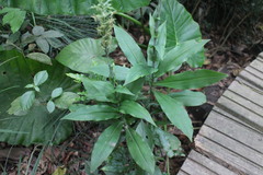 Habenaria stenopetala