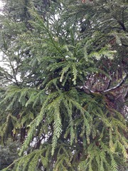 Cryptomeria japonica