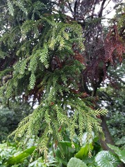 Cryptomeria japonica