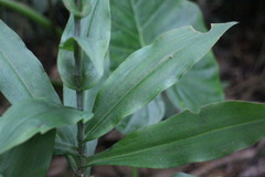 Habenaria stenopetala