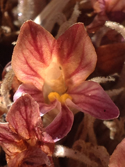Aphyllon corymbosum