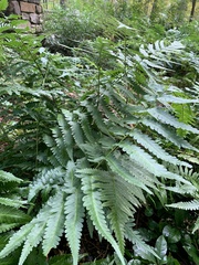 Dryopteris celsa