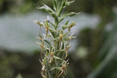 Habenaria stenopetala