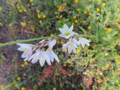Ixia flexuosa