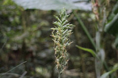 Habenaria stenopetala