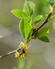 Lindera benzoin