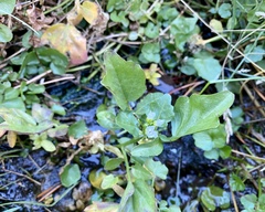 Nasturtium officinale