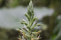 Habenaria stenopetala