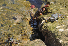 Grapsus albolineatus