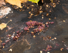 Ascocoryne sarcoides