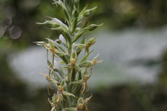 Habenaria stenopetala