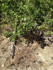 Aphyllon corymbosum