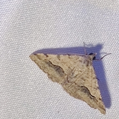 Frederickia s-signata