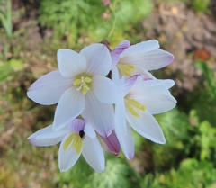Ixia flexuosa