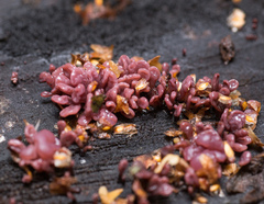 Ascocoryne sarcoides