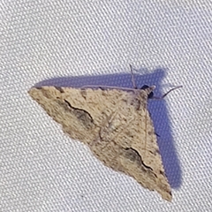 Frederickia s-signata