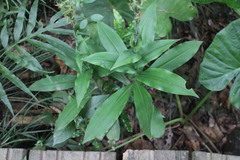 Habenaria stenopetala