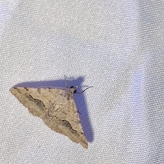 Frederickia s-signata