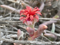 Malephora crocea