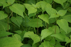Circaea canadensis