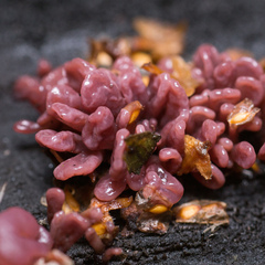 Ascocoryne sarcoides