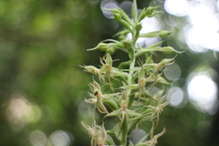 Habenaria stenopetala