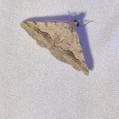 Frederickia s-signata