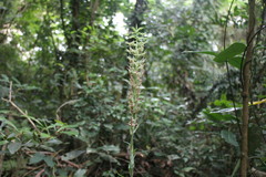 Habenaria stenopetala