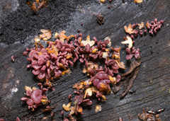 Ascocoryne sarcoides