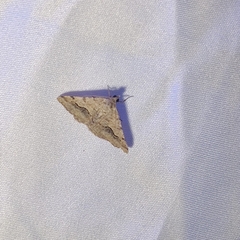 Frederickia s-signata