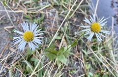 Erigeron coulteri