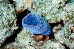 Callyspongia plicifera
