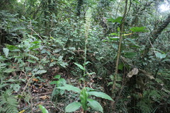 Habenaria stenopetala