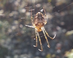 Metellina segmentata