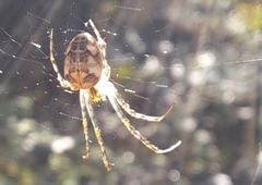 Metellina segmentata