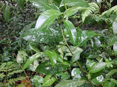 Deeringia polysperma