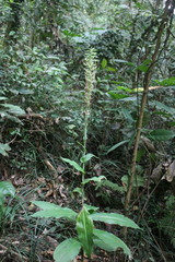 Habenaria stenopetala