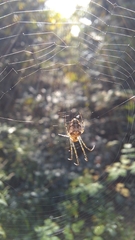 Metellina segmentata