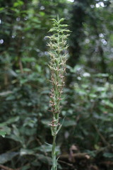 Habenaria stenopetala