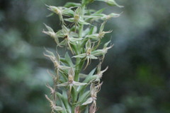 Habenaria stenopetala