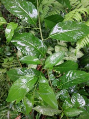 Deeringia polysperma