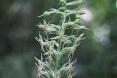 Habenaria stenopetala
