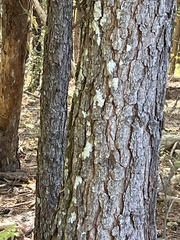 Lecanora thysanophora